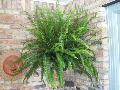 Kimberly Queen (Sun) Fern / Nephrolepis obliterata 